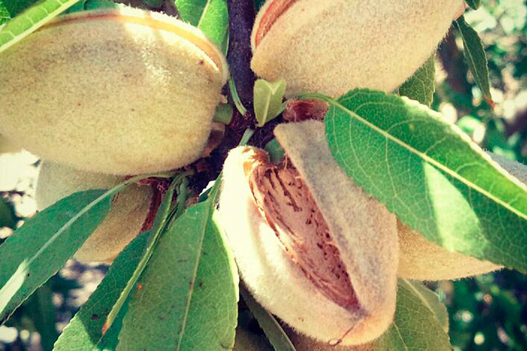 Natural Almonds